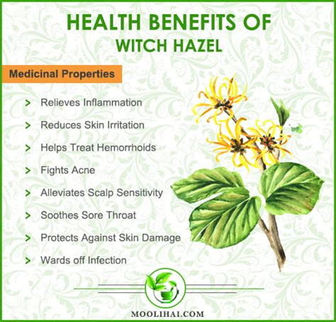 witch hazel overview benefits uses side effects moolihai