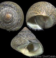 Afbeeldingsresultaten voor "osilinus Lineatus". Grootte: 179 x 185. Bron: www.gastropods.com