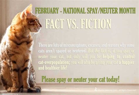 debunking  misconceptions excuses  reasons  people dont spay  neuter  cat