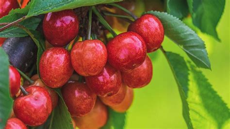 bright prospects  chinas cherry industry produce report
