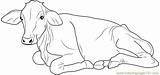Cows Longhorns sketch template