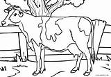 Cow Coloring Pages Realistic Printable Kids Cool2bkids sketch template