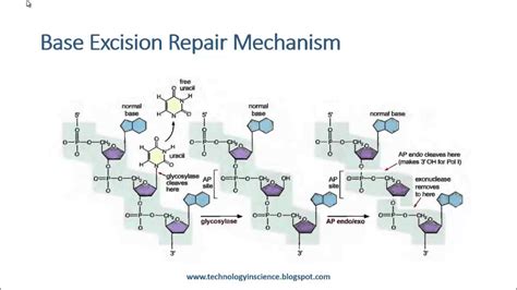 base excision repair mechanism youtube