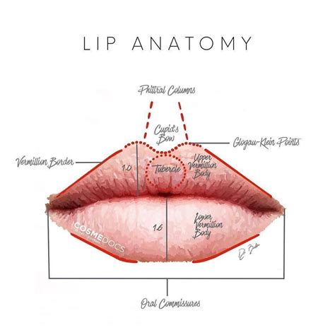lip anatomy   study  facial aesthetics