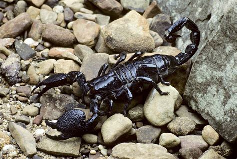how to tell if an emperor scorpion is female or male