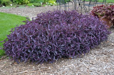 purple heart plant growing season simplest   grow propagate