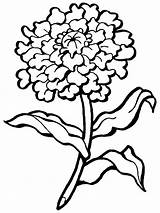 Flower Carnation Coloring Drawing Pages Outline Printable Simple Line Easy Flowers Kids Marigold Supercoloring Clipartmag Getdrawings Step Clip Book Choose sketch template