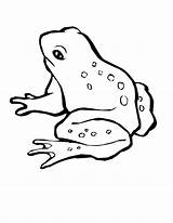 Frog Coloring Pages Color Tree Animals Swamp Piggy Miss Drawing Magnificent Wildlife Hop Draw Printable Green Kids Getdrawings Getcolorings Kid sketch template