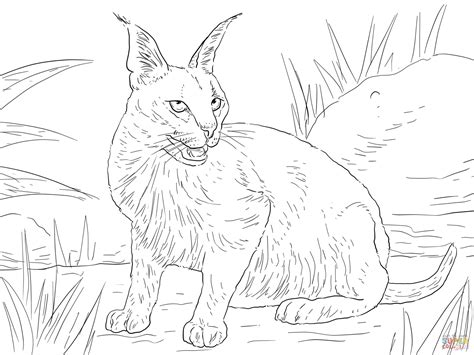 caracal coloring pages   caracal coloring pages png