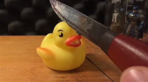 Duck Satisfying  Find And Share On Giphy