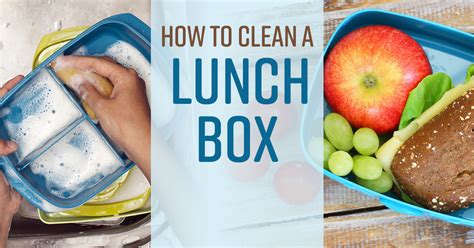 clean lunchboxes simple green