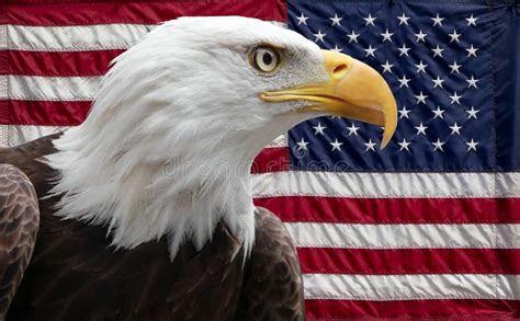 amerikaanse adelaar met vlag stock afbeelding image  vlag patriot