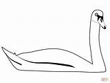 Swan Trumpeter sketch template
