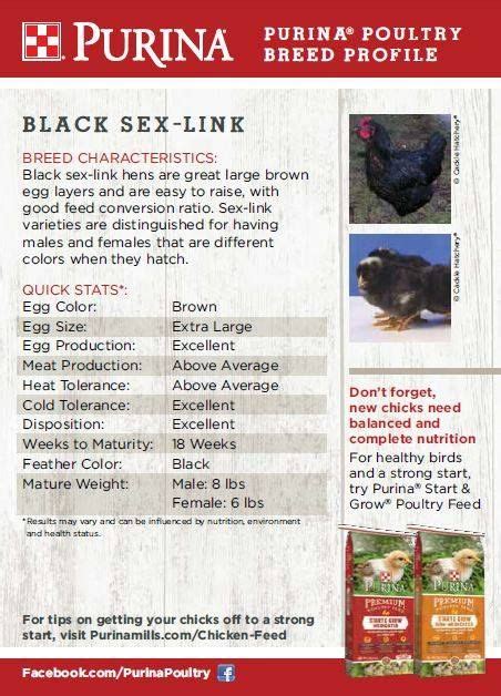 featured chicken breed black sex link sex links are a cross bred chicken bred for dual purpose