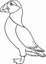 Puffin Puffins Tegning Papageientaucher Fugle Af Dragoart Designlooter Penguin Momjunction Ausmalbild sketch template