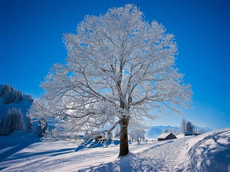 white tree wallpapers