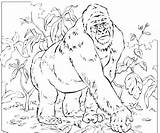 Gorilla Coloring Pages Mountain Colouring Silverback Ivan Only Printable Baby Animals Revelation Kids Sheets Color Gorillas Joking Craft Books Getcolorings sketch template