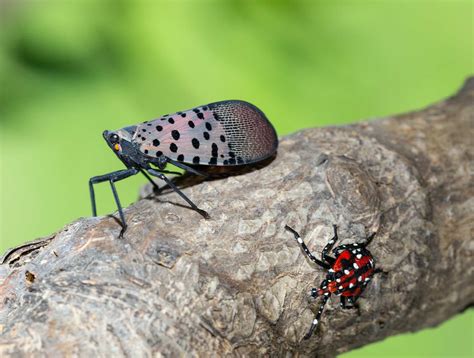 invasive spotted lanternfly  spreading   eastern