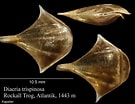 Afbeeldingsresultaten voor "diacria Maculata". Grootte: 135 x 104. Bron: www.marinespecies.org