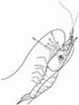 Krill Coloring Animals sketch template