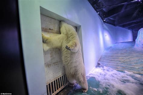 world s saddest polar bear paraded in chinese shopping centre as