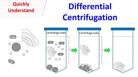 differential centrifuge youtube