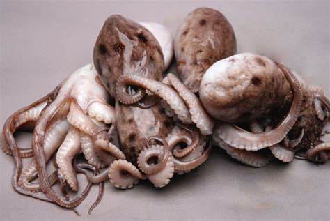 portuguese octopus spanish octopus intershell seafood