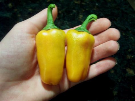 chicagoland greenery harvested mini bell peppers stuffed mini bell pepper recipe