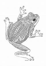 Coloring Pages Colouring Frog Printable Frogs Adult Animal Zentangle Books Animals Sheets Adults Drawing Doodle Kids Mandala Amazing Patterns Lots sketch template