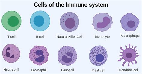 cells  immune system types  examples