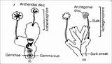 Marchantia Ncert Exemplar Biology Flexiprep Polymorpha sketch template