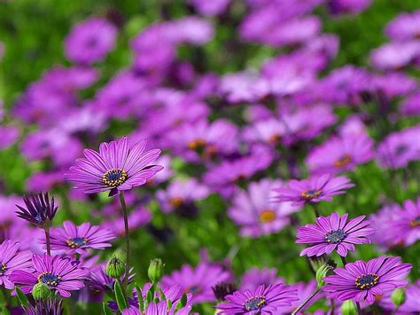 free picture daisy daisies flowers purple