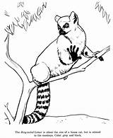Coloring Lemur Pages Drawing Animal Drawings Ring Tailed Animals Printable Colouring Lemurs Kids Wild Color Ringtail Outline Print Identification Madagascar sketch template