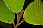 Afbeeldingsresultaten voor "maupasia Gracilis". Grootte: 149 x 98. Bron: www.phytoimages.siu.edu