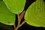 Image result for "maupasia Gracilis". Size: 150 x 100. Source: www.phytoimages.siu.edu