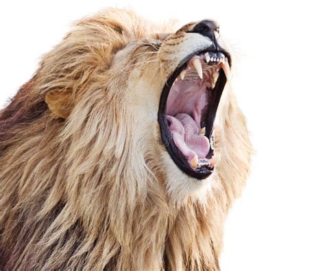 roaring lion stock   royalty  stock