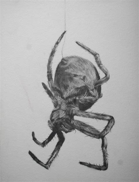 spider sketch portfolio tony stuck toekneestuck
