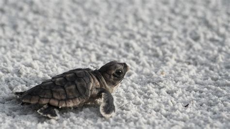 give   baby sea turtles  tlc
