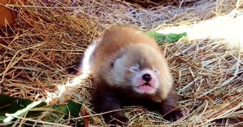 schattige beelden zeldzame rode panda geboren  de beekse bergen