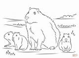 Capybara Coloring Pages Cute Printable Babies Baby Animals Colouring Animal Drawing Drawings Amazon Color sketch template