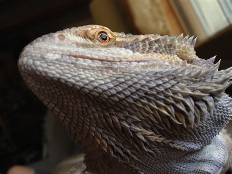 do you think this is mouth rot bearded dragon org