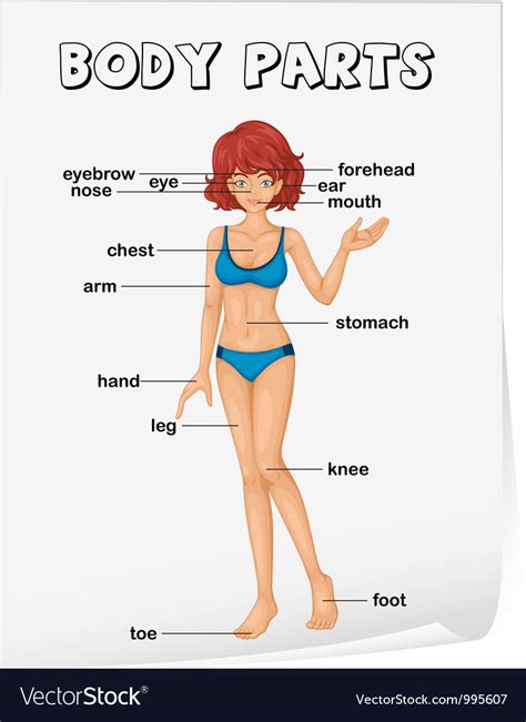 body parts diagram poster vector  iimages image  vectorstock