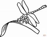 Dragonfly Coloring Pages Printable Clipart Kids Drawing Eating Line Dragonflies Simple Colouring Print Clip Capung Cartoon Mewarnai Gambar Insect Printables sketch template