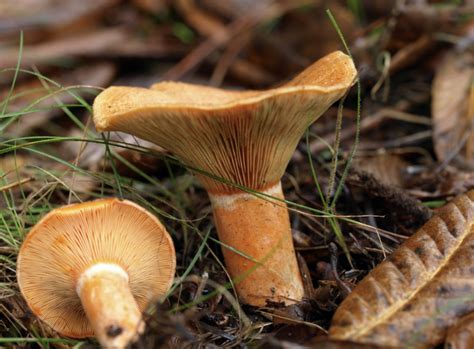 Forest Thinning Enhances The Production Of Lactarius Deliciosus