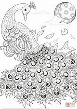 Peacock Coloring Pages Drawing Printable Adult Peacocks Graceful Para Adults Animal Feathers Animals Colorear Pattern Supercoloring Bird Colouring Print Getdrawings sketch template