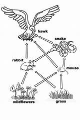 Coloring Food Chain Pages Popular sketch template