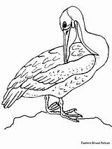 Pelican Mewarnai Colorare Colorir Pajaro Eastern Drawings Coloriages Animali Vogel Burung Rattlesnake Diamondback Animasi Oiseau Pellicano Bergerak Uccelli Pajaros Clipart sketch template