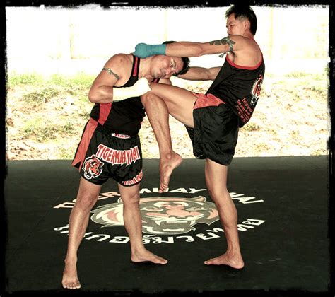 tiger muay thai and mma training camp s chiang mai camp going full steam