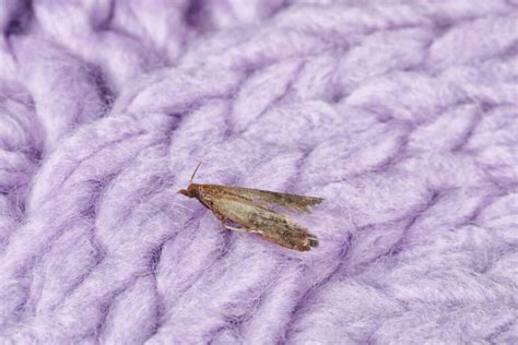 7 scents that repel moths and how to use them pest pointers