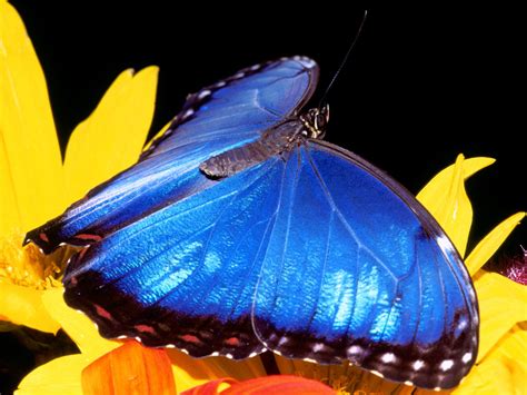 blue morpho butterfly fractality